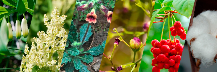 ingredientes de Libido Forte