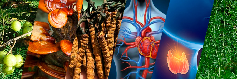 ingredientes de Volume Pills